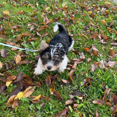 Hundetreffen-Welpen treffen Neuhausen/ puppy meet-up-Bild