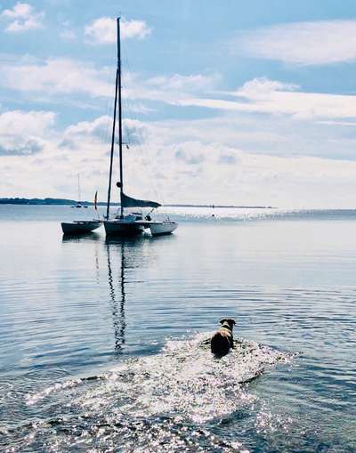 Dogorama-Monats-Challenge-Mai "Wasser"-Beitrag-Bild