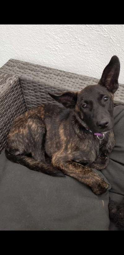 Welpen Bilder !-Beitrag-Bild