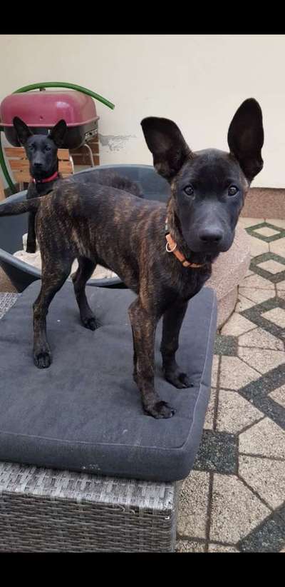 Welpen Bilder !-Beitrag-Bild