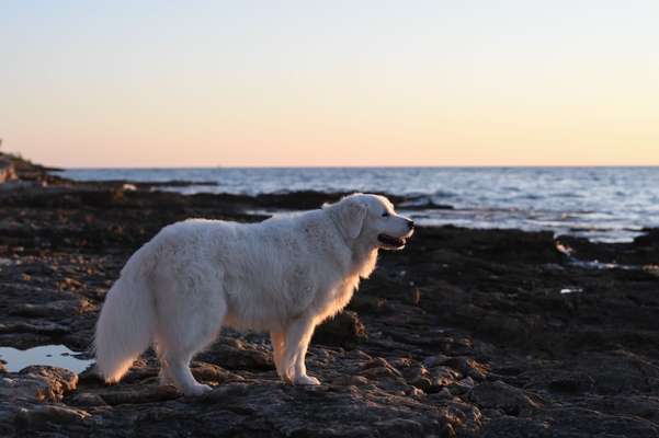 Fotochallenge Nr. 56 - geliebte Senioren-Beitrag-Bild