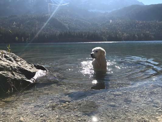 Wo sind die Golden Retriever Liebhaber?-Beitrag-Bild