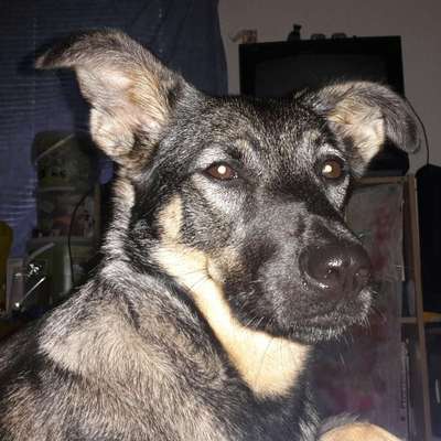 Dogorama Photo Challenge - lustigste Grimasse-Beitrag-Bild