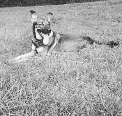 Alles rund um den Schäferhund, diskutieren erwünscht.-Beitrag-Bild