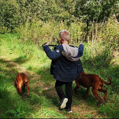 Wald Bild-Beitrag-Bild