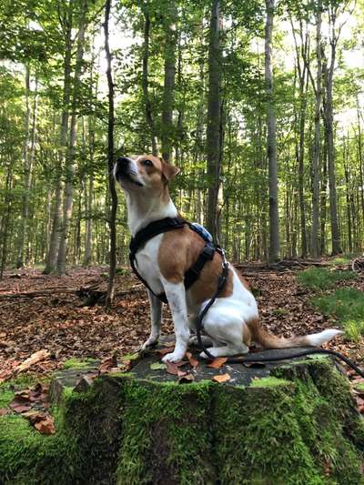 Dansky (Dansk-Svensk Gårdshund)-Beitrag-Bild