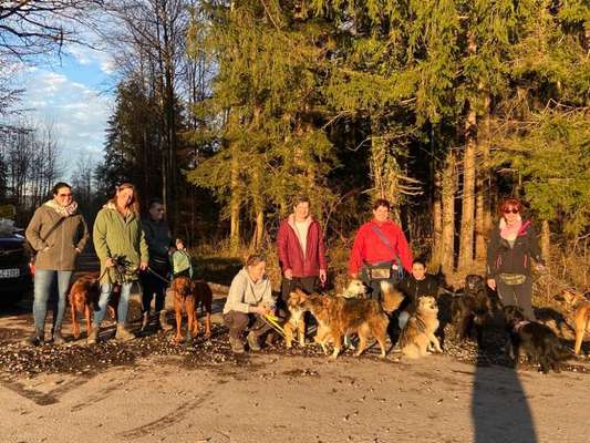 Hundetreffen-Leine Spaziergang-Bild