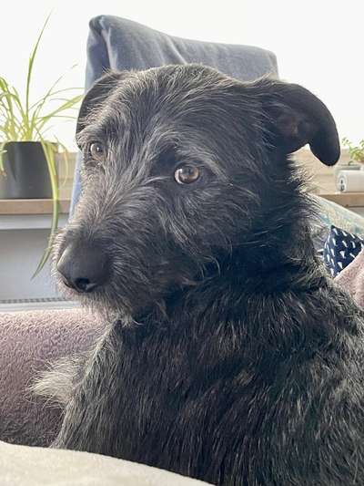 Warum liebst du deinen Hund?-Beitrag-Bild