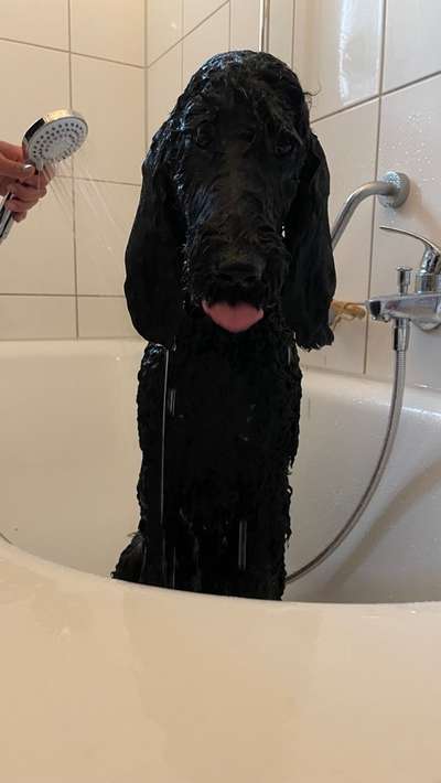 Alles rund um den Pudel-Beitrag-Bild