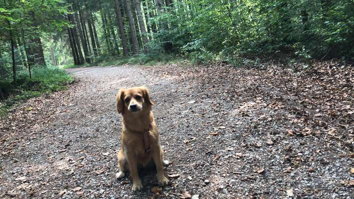 Hundetreffen-Spiel Freund gesucht-Bild