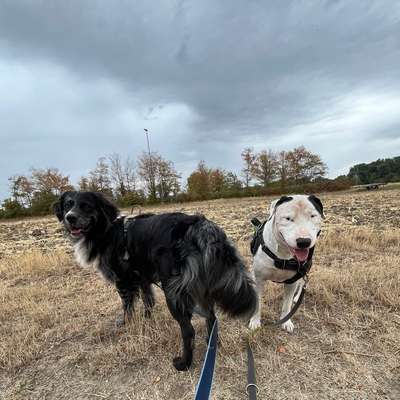 Hundetreffen-Gassi- & Spieltreff-Bild