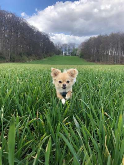 Challenge 41 - Mein Hund im Urlaub-Beitrag-Bild