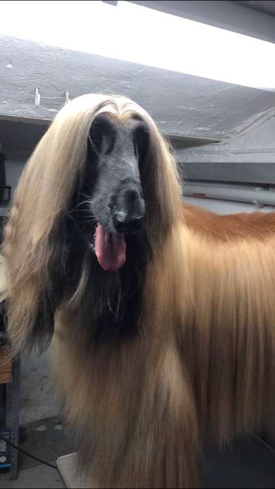 Windhunde - Treffen der besonderen Schönheiten
HERZLICH WILLKOMMEN-Beitrag-Bild