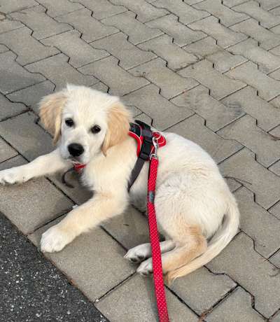 Welpen Bilder !-Beitrag-Bild