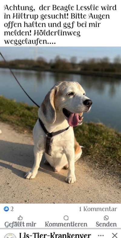 Entlaufene, Gefundene und Vermisste Hunde-Beitrag-Bild