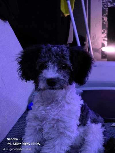 Welche Hunderasse-Beitrag-Bild