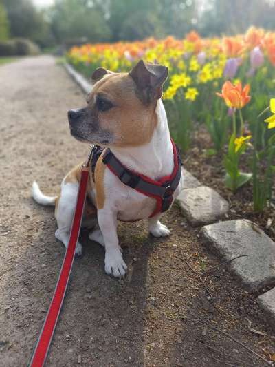 Die Dogorama Kalender Challenge Teil 3/4-Beitrag-Bild