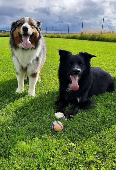 Altdeutsche Hütehunde-Beitrag-Bild