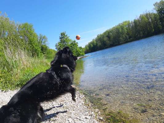 Altdeutsche Hütehunde-Beitrag-Bild
