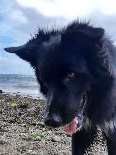 Altdeutsche Hütehunde-Beitrag-Bild