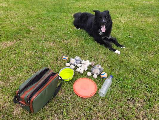 Altdeutsche Hütehunde-Beitrag-Bild