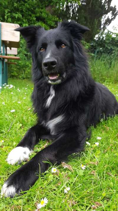 Altdeutsche Hütehunde-Beitrag-Bild