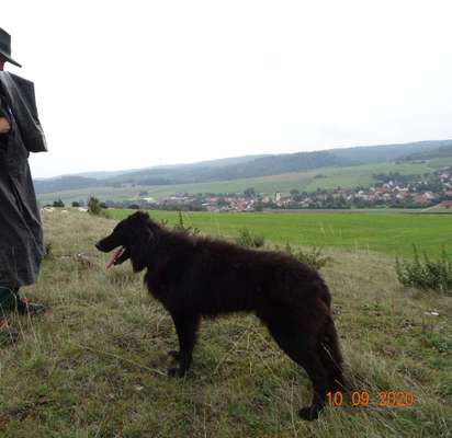 Altdeutsche Hütehunde-Beitrag-Bild