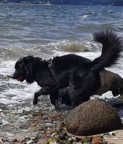 Altdeutsche Hütehunde-Beitrag-Bild