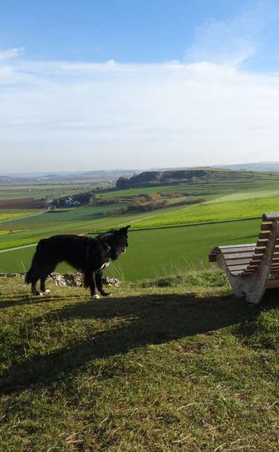 Altdeutsche Hütehunde-Beitrag-Bild