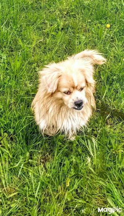 Wie kamst du zu deinem Hund?-Beitrag-Bild