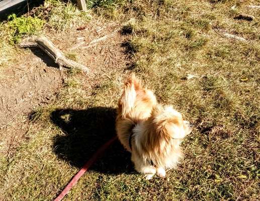 Vorderpfoten nach außen gedreht-Beitrag-Bild