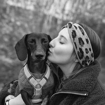 Hundetreffen-Dackeltreff mit toben und spazieren gehen-Bild