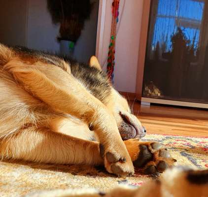 Zeigt mir die tollste Nahaufnahme von eurer Fellnase-Beitrag-Bild