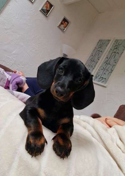 Zeigt her eure Junghunde :)-Beitrag-Bild