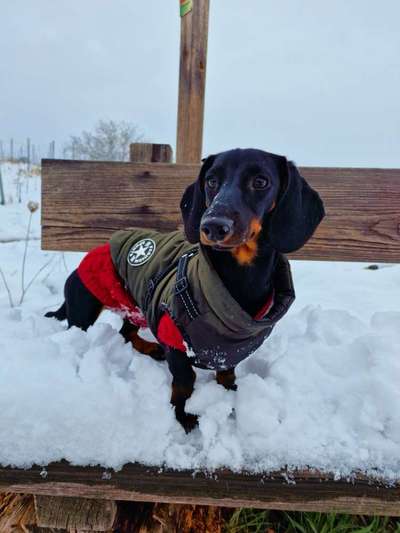 Dogorama Photo Challenge - Winterstimmung-Beitrag-Bild