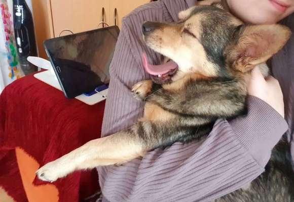 Zeigt mir die tollste Nahaufnahme von eurer Fellnase-Beitrag-Bild