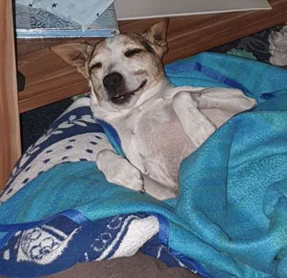 Dogorama Photo Challenge - Hundeblick zum hinschmelzen-Beitrag-Bild