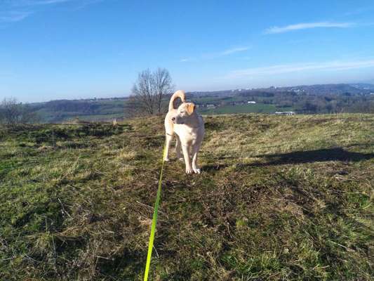 Hundeauslaufgebiet-Naturschutzgebiet und Wandergebiet Rodderberg-Bild