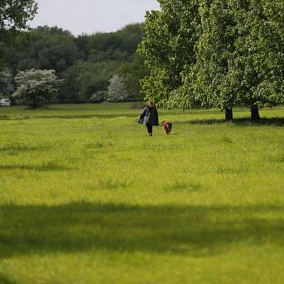 Hundetreffen-Welpentreff-Bild