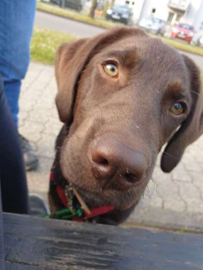 Welpen Bilder !-Beitrag-Bild