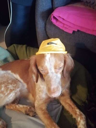 eure Spitznamen für die Vierbeiner-Beitrag-Bild