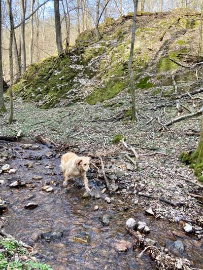 Hundeauslaufgebiet-Wildensteiner Tal (kleine Runde)-Bild