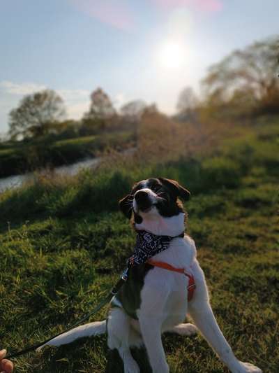Fotosammlung: ,,Der natürliche Hund" Unbearbeitet, ungestellt und in Natura-Beitrag-Bild