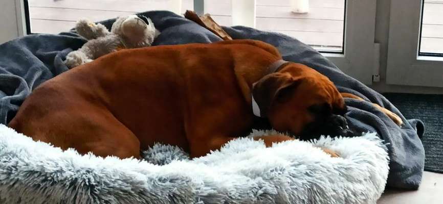 Suche passende Rasse-Beitrag-Bild