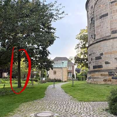 Giftköder-Eichenprozessionsspinner-Bild