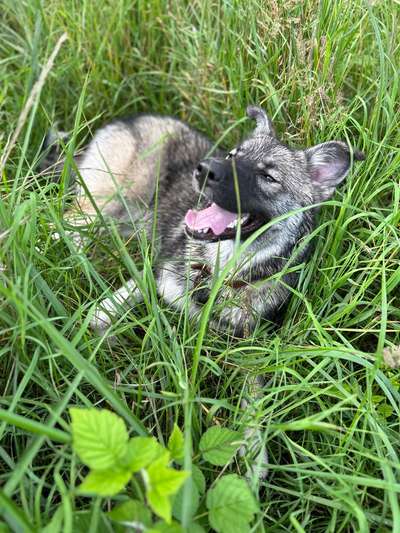 Schäferhund-Beitrag-Bild