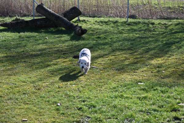 Hundeauslaufgebiet-Eckwaderhörne-Bild