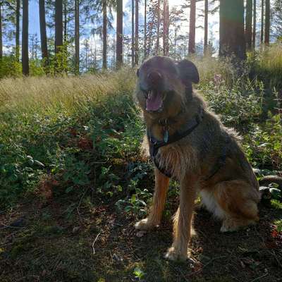 Hundetreffen-Hundetreffen zum spielen und kennenlernen-Bild