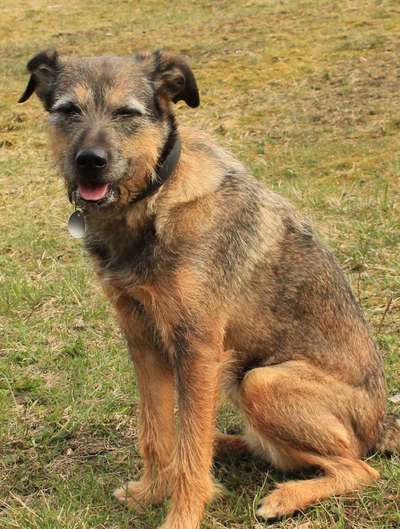 Die Dogorama-Wochen-Challenge "Die schönste Grimasse"-Beitrag-Bild