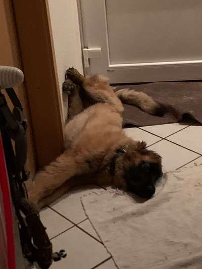 eure Spitznamen für die Vierbeiner-Beitrag-Bild